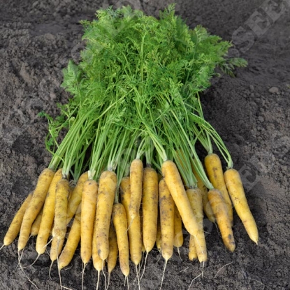 Picture of Carrot Yellow Moon F1